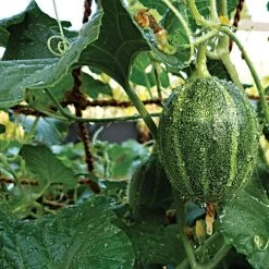 CocoNet Trellis Netting 7 CocoNet Trellis Netting -Garden-green plant growth care vp coconet 2