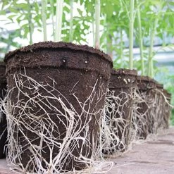 CowPots Biodegradable Pots -Garden-green plant growth care vp cp 2