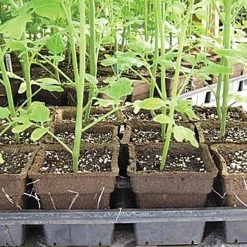 CowPots Biodegradable Pots -Garden-green plant growth care vp cp 3