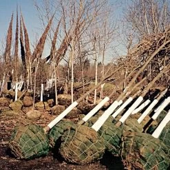 Corrugated Plastic Tree Guards, Bundle Of 25 -Garden-green plant growth care vp cptg burlap trees