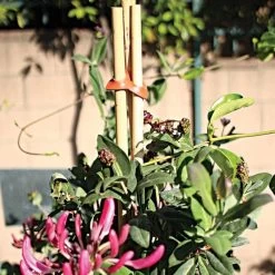 Connectors For Bamboo Stakes Pack Of 500 -Garden-green plant growth care vp gc500x 3