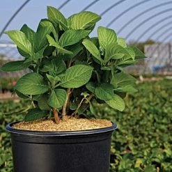 Rice Hull Bales 11 Rice Hull Bales -Garden-green plant growth care vp rhb 3