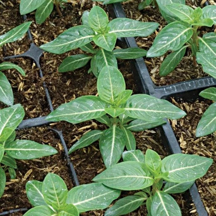 Rice Hull Bales 8 Rice Hull Bales - Image 6