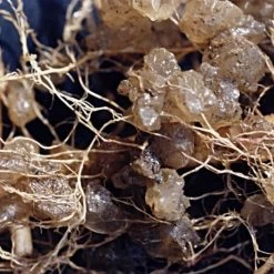 Soil Moist Plus 7 7 7 Granular -Garden-green plant growth care vp smgxx 1