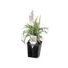 ITML Deep Perennial Pot -Garden-green plant growth care vp sqjxxxx