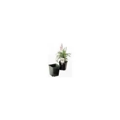 ITML Deep Perennial Pot -Garden-green plant growth care vp sqjxxxx 2