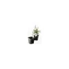 ITML Kordlok Deep Perennial Pots -Garden-green plant growth care vp sqlxxx