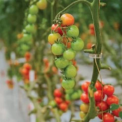 Tomato Clips 250 Count -Garden-green plant growth care vp tomclip 1