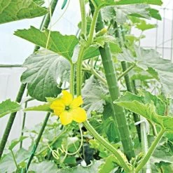 Knotty Takiron Steel Stakes Bundles Of 10 -Garden-green plant growth care vp tsk 4