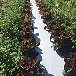 White/Black Mulch Film, 1 Mil, 60" X 4000' -Garden-green plant growth care wb481 2 2