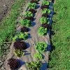 Biodegradable Paper Mulch, 3 Feet X 250 Feet -Garden-green plant growth care wg36250f