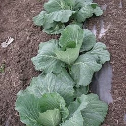 Biodegradable Paper Mulch, 3 Feet X 250 Feet -Garden-green plant growth care wg36250f 4