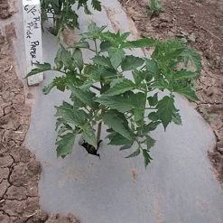 Biodegradable Paper Mulch, 4 Feet By 250 Feet -Garden-green plant growth care wg48250f 3