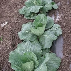 Biodegradable Paper Mulch, 4 Feet By 250 Feet -Garden-green plant growth care wg48250f 4