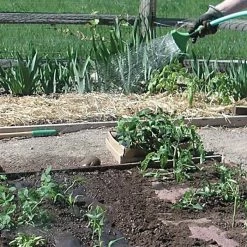 Biodegradable Paper Mulch, 4 Feet By 250 Feet -Garden-green plant growth care wg48250f 5