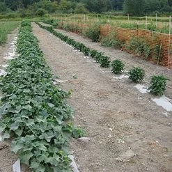 Biodegradable Paper Mulch, 4 Feet By 250 Feet -Garden-green plant growth care wg48250f 7